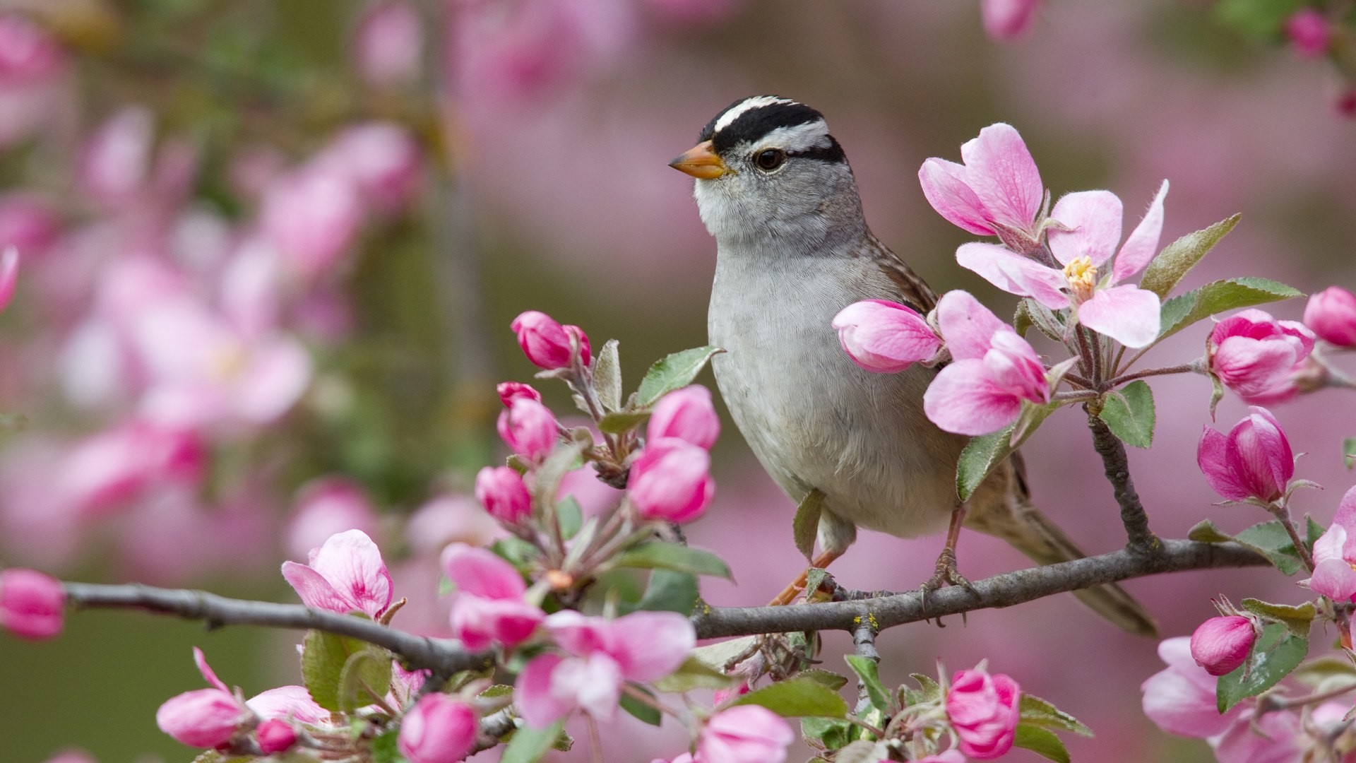 spring animals wallpapers
